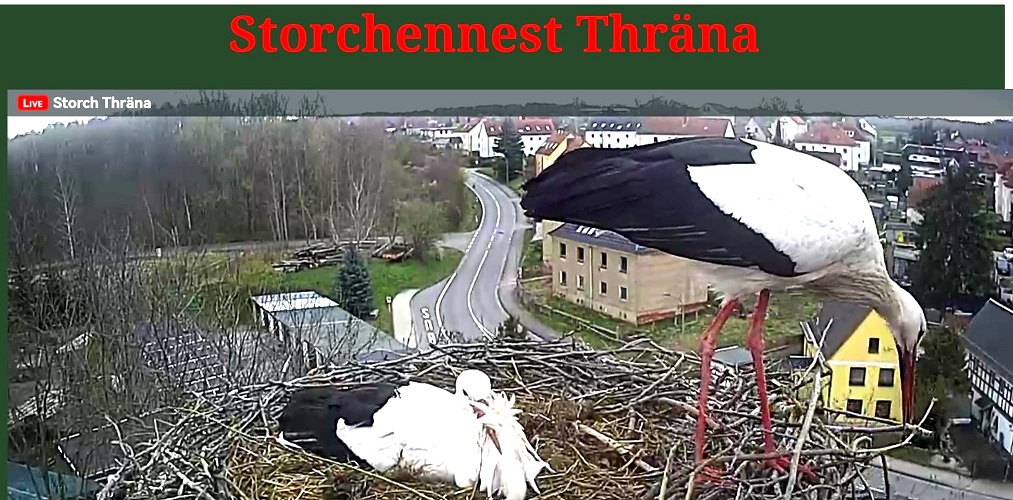 Thraena Webcam