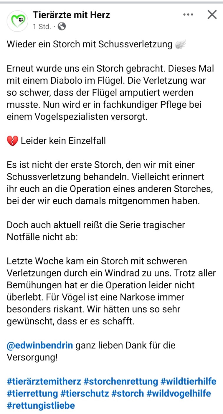 Storch mit Diabolo in Torgau verletzt 
